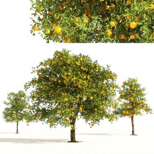 3 Orange Fruit Trees