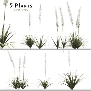 Set Of Eremurus Himalaicus Plant (Foxtail Lily)