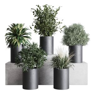 Small Plants Pot Indoor Plant Set 280