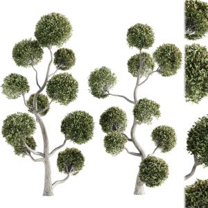 Chamaecyparis Pisifera Boulevard Topiary- Vol 1