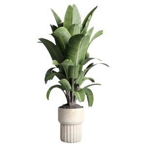 Ravenala Plant In Old Concrete Dirt Vase Indoor