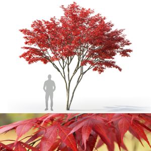 Acer Palmatum 03