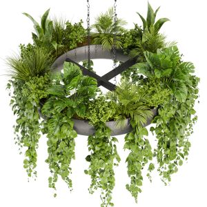 Collection Plant Vol 380 - Pothos - Hanging