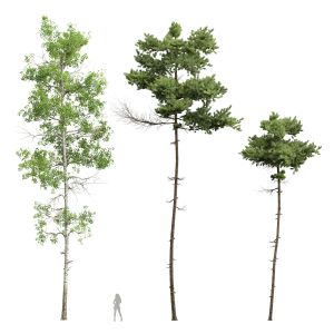 Pinus Echinata And Populus Tremuloides