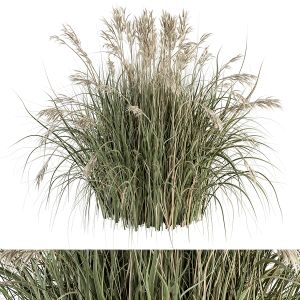 Pampas Bush - Bush Set 44