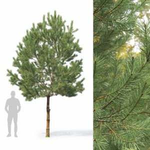 Pinus Sylvestris 33