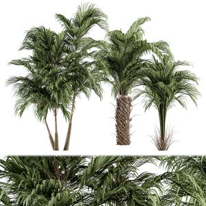 Three Type Palm Tree - Tree Set 55