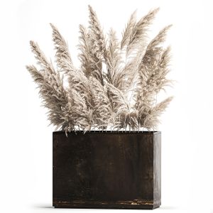 Decorative pampas grass In A Rusty Pot