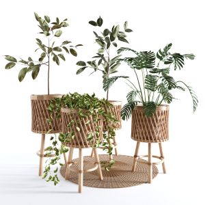 Indoor Plants Collection - Set 02