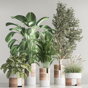 Indoor Plant Set 76