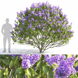 Syringa Vulgaris 06