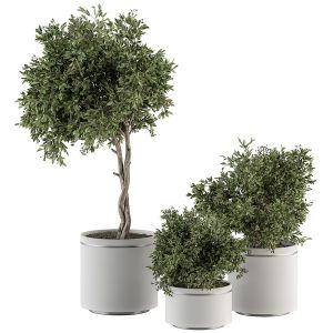 Indoor Plant Set 311 - Tree And Plant Set