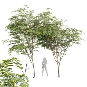 Ziziphus Jujuba Chinesische Dattel Green Fruit Tre