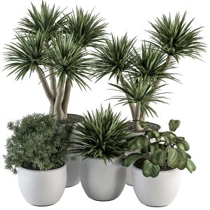 Indoor Plant Set 313 - Yuka Tree And Plant Set