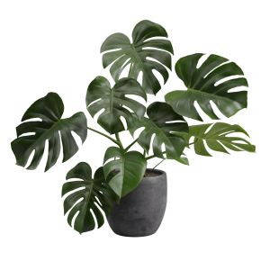 Concrete Pot Plant Monstera Deliciosa