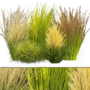 Collection Plant Vol 383 - Grass - Outdoor