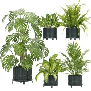 Collection Plant Vol 384- Indoor - Palm