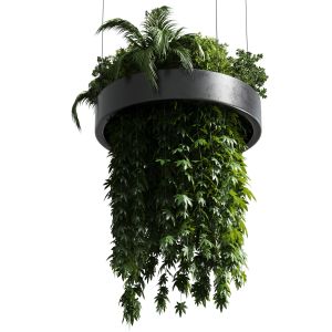 Hanging Plant  Indoor Plant 292