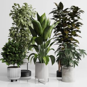 Indoor Outdoor Plant Set 289 Plant Ficus Rubbery