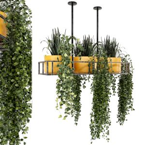 Indoor Hanging Plants In Metal Box - Set 210