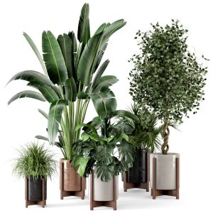 Indoor Plants In Wooden Pot - Set 211