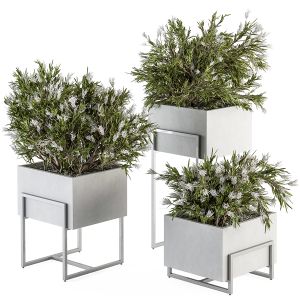 Indoor Plant Set 316 - Plant Set In White Box