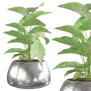 Plant Pots- Caladium