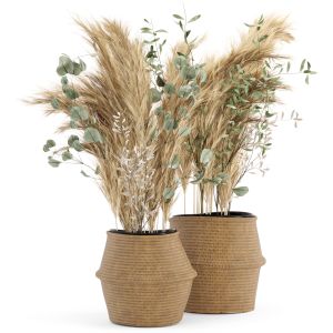 Dry Plants 20 - Dried Plantset Pampas Set