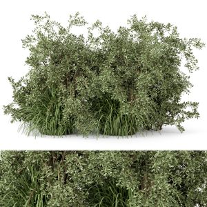 Outdoor Plants Bush -bush Set 219