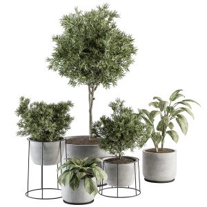 Indoor Plant Set 308 - Tree And Plant Set