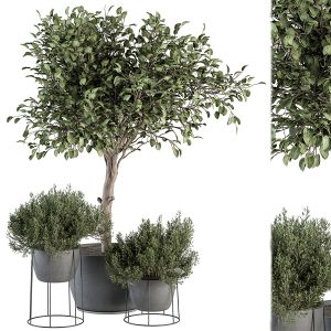 Outdoor Plant 323- Plant And Tree Set