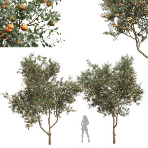 Citrus Dancy Mandarin Tangerine Fruit Tree