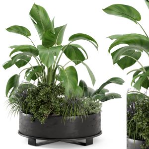 Outdoor Plants Bush  In Rusty Metal Pot - Set 222