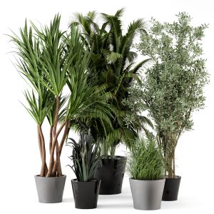 Indoor Plants In Rusty Concrete Pot - Set 225