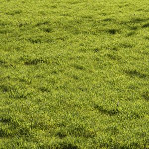 Meadow Lawn Grassland Set 010