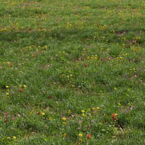 Meadow Lawn Grassland Set 012