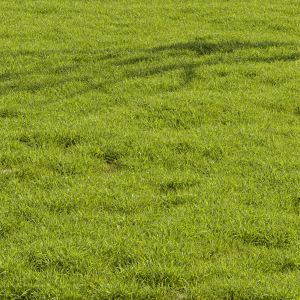 Meadow Lawn Grassland Set 014