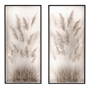 Phyto Box Pampas Grass, Dried Flowers Of Plants