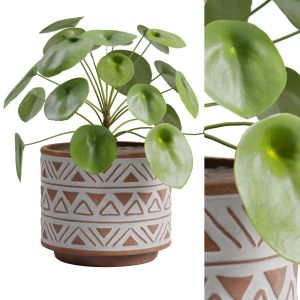 Pilea Peperomioides Chinese Money Plant