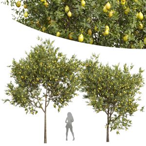 Citrus Meyer Lemon Orange Fruit Tree