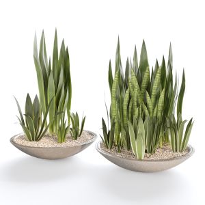 Indoor Plant Set04