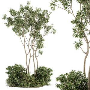 Garden Set Plants - Outdoor Plants Set 330