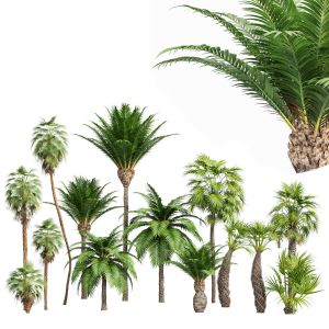 Mexican Fan Palm-canary Island Date Palm 14 Tree