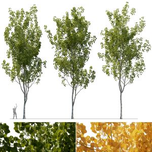 Aspen Trees (3 Models And 2 Materials)