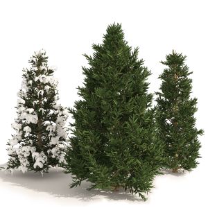 3 Summer And Winter Fraser Fir Christmas Trees