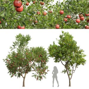 Punica Granatum Pomegranate-prunus Salicina  Tree