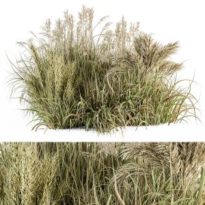 Pampas Bush Dried And Fresh - Bush Set 54