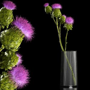 Beautiful Bouquet Of Dried Thistle Thorn Flowers