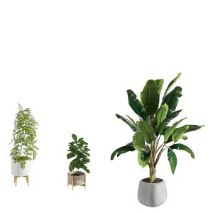 Indoor Plant Set 021