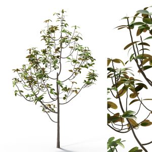 Ficus Tree | Hq | Midpoly | Pbr